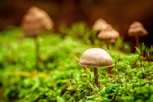 Cogumelos selvagens incríveis crescendo em musgo verde — Fotografia de Stock