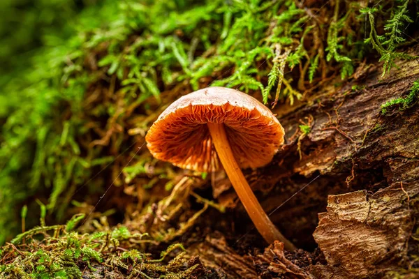 Colorful wild mushrooms in the green forest — Stock Photo, Image