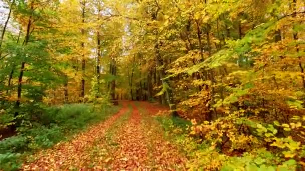 Värikäs polku täynnä lehtiä ja vanhoja puita syksyn metsässä, Puola — kuvapankkivideo