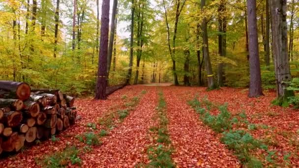 Stunning footpath full colorful leaves in the autumn forest, Poland — Stock Video