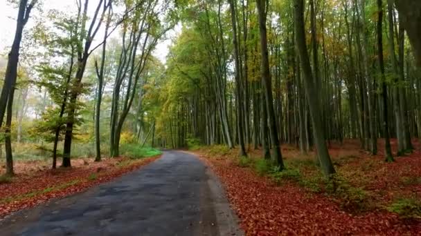 Bir sonbahar renkli ormanda asfalt yol, Polonya — Stok video