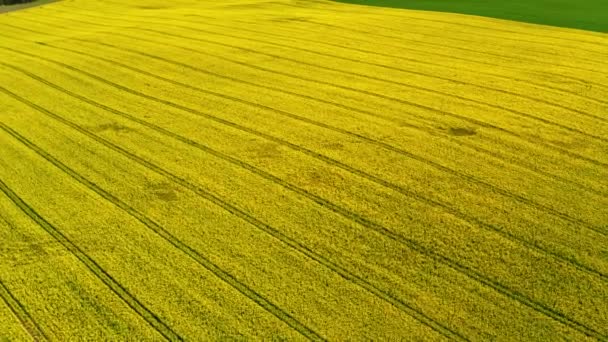 Campos de violación amarillos en la soleada primavera desde arriba, Polonia — Vídeo de stock