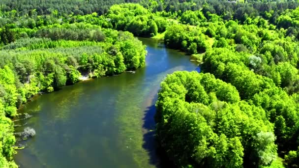 Luchtfoto van de kronkelende rivier onder het bos, Polen — Stockvideo