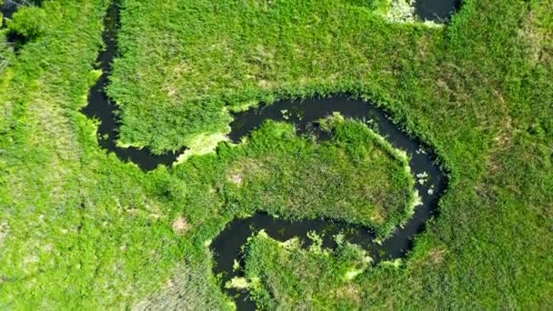 Vista aérea do rio sinuoso entre os pântanos verdes, Polónia — Vídeo de Stock