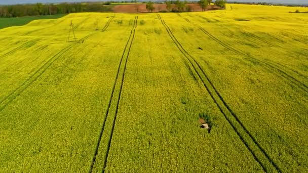 Yellow Rape Fields Aerial View Sunny Day Poland — Stock Video