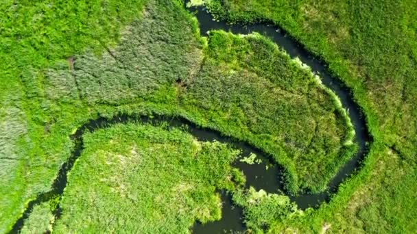Rio Sinuoso Entre Pântanos Verdes Vista Cima Polônia — Vídeo de Stock