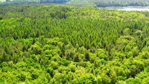 Aerial View Green Forest Summer Poland — Stock Video