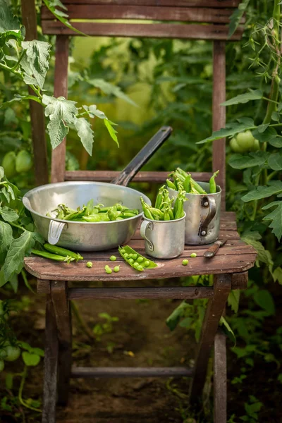 Raw green peas on old wooden summer chair — Stock Photo, Image