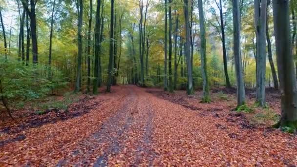 Höst Stigen Med Gamla Träd Och Färgglada Löv Skogen Polen — Stockvideo