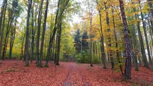 Footpath in forest with old trees and colorful leaves in autumn, Poland — Stock Video