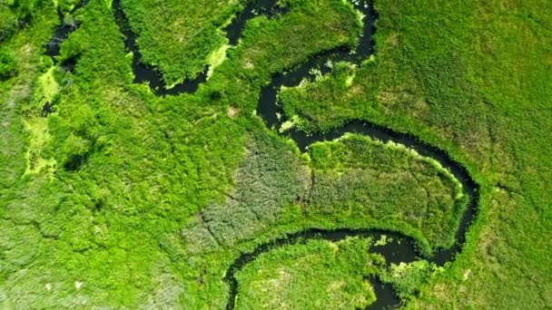 Ποταμός ανάμεσα στους πράσινους βάλτους το καλοκαίρι, θέα από πάνω, Πολωνία — Αρχείο Βίντεο