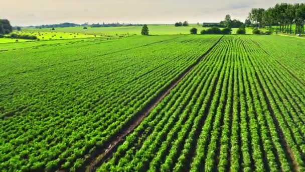 Letecký pohled na zelené pole brambor v letním slunném dnu, Polsko — Stock video