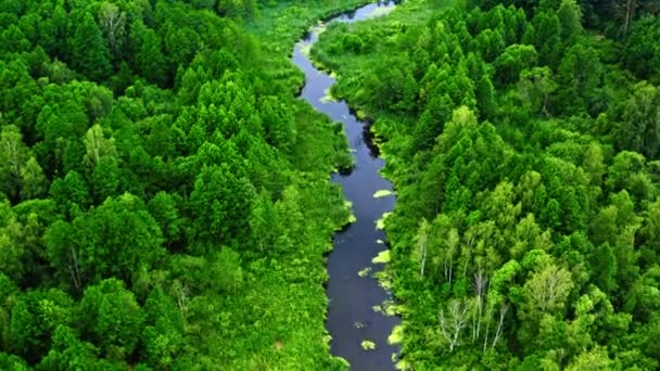 Красивий старий зелений ліс і річка в Польщі, вид з повітря, Національний парк Тучола — стокове відео