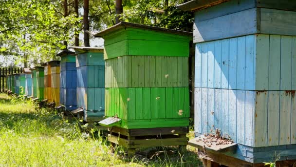 Colmenas de madera coloridas en el jardín de verano, Polonia — Vídeos de Stock