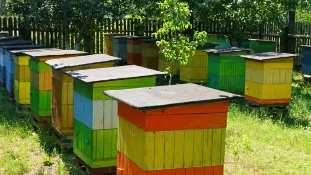 Wooden beehives with bees in countryside in summer, Poland — Stock Video