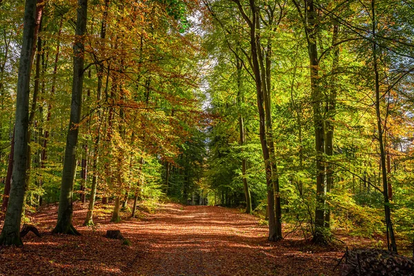 stock image Brown and green forest in the autumn in Poland