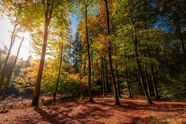 Ηλιακή ακτίνα σε εκπληκτικό φθινόπωρο δάσος, Πολωνία — Φωτογραφία Αρχείου