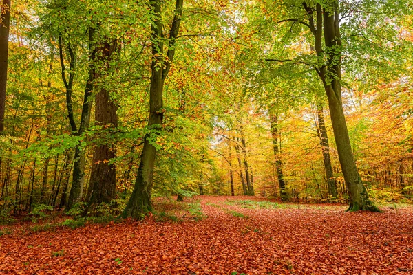 Sonbahar ormanında harika yeşil ve altın yol, Polonya — Stok fotoğraf