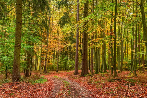 Sonbaharda çarpıcı yeşil ve kahverengi orman, Polonya — Stok fotoğraf