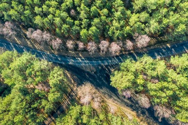 Voler au-dessus de la forêt verte et traverser les routes, Pologne — Photo