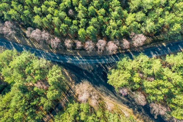 Volando sobre bosques verdes y caminos cruzados, Polonia —  Fotos de Stock