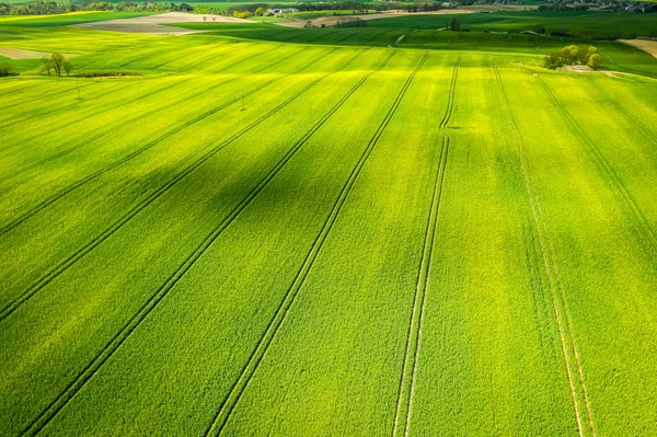 Blooming yellow rape fields, aerial view of Poland — Stock Photo, Image