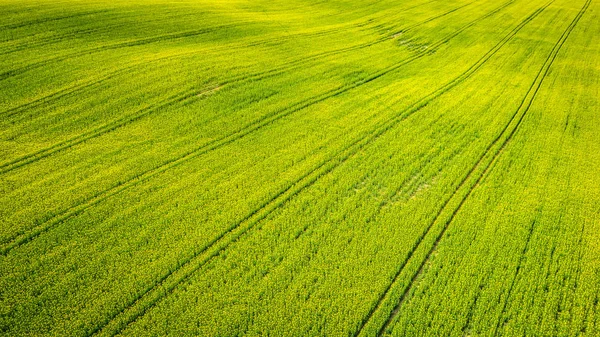 Жовті поля для рапсу влітку, вид з повітря Польщі — стокове фото