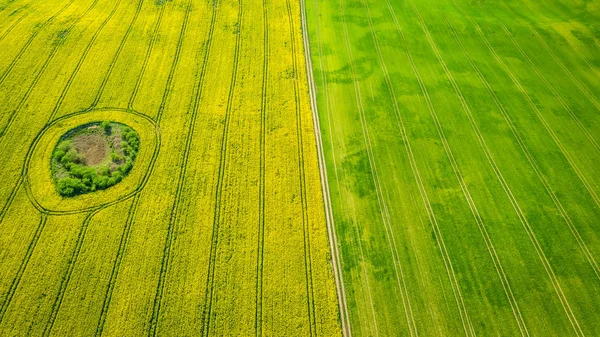 Yellow and green rape fields, aerial view of Poland — Stock Photo, Image