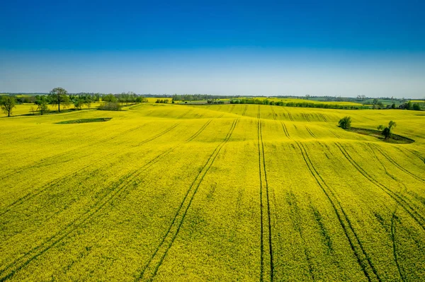 Aerial viewof gröna och gula rapsfält, Polen — Stockfoto