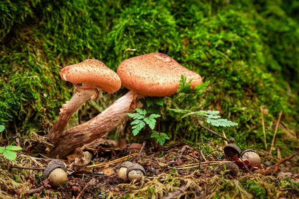 Små svampar i den gröna skogen under hösten — Stockfoto