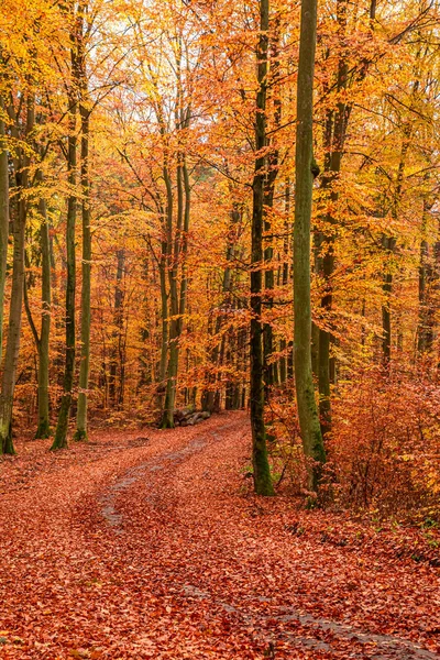 Sonbaharın sonlarında kahverengi orman, Polonya — Stok fotoğraf