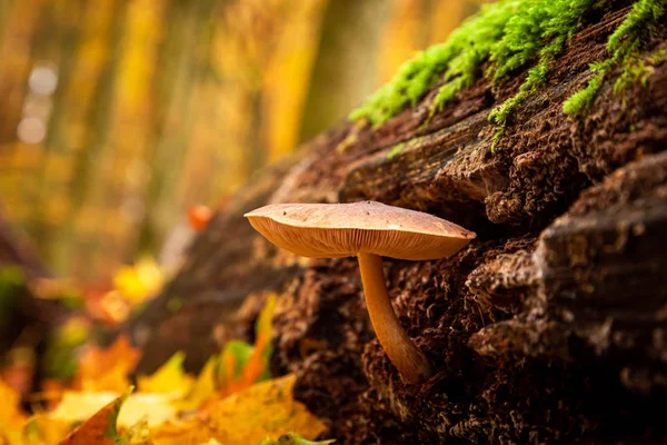 Primo piano di funghi selvatici su un ceppo di foresta con muschio — Foto Stock