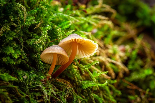 Unique wild mushrooms growing on green moss in summer — Stock Photo, Image