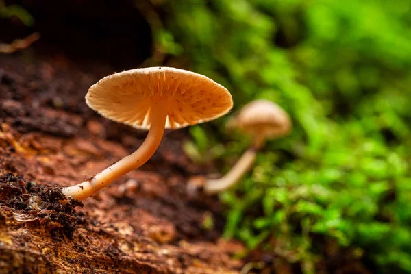 Cogumelos selvagens em um toco florestal em floresta verde — Fotografia de Stock