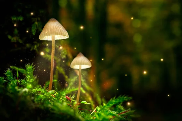 Stunning mushrooms on moss and fireflies in forest at dusk — Stock Photo, Image