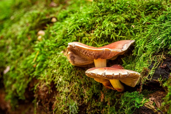 Цветные дикие грибы, растущие на зеленом мху в лесу — стоковое фото