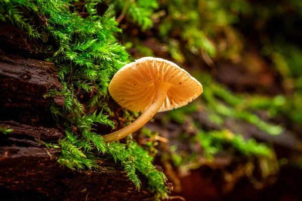 Gros plan de champignons sauvages dans la forêt verte d'été — Photo