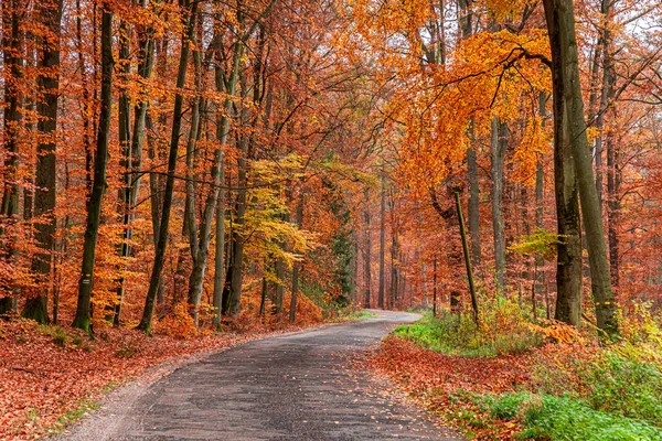 Forêt étonnante et brune à l'automne, Pologne — Photo