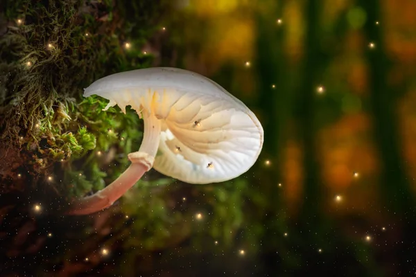 Closeup of fireflies and glowing mushrooms in a dark forest — Stock Photo, Image