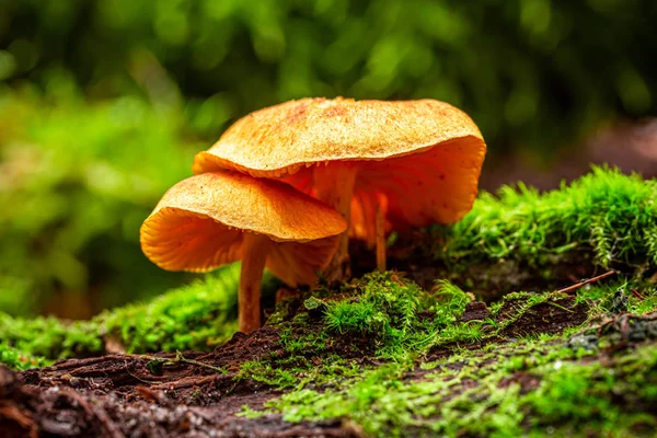 Wild mushrooms growing on green moss in summer — Stock Photo, Image