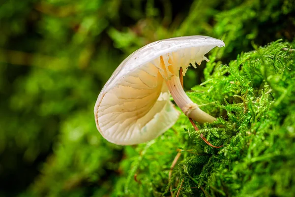 Крупный план красивых диких грибов в зеленом лесу — стоковое фото