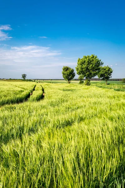蓝天和绿色的田野在夏天,波兰 — 图库照片