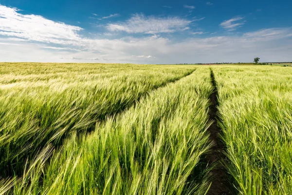 Уши зерна на зеленом поле летом Польша — стоковое фото