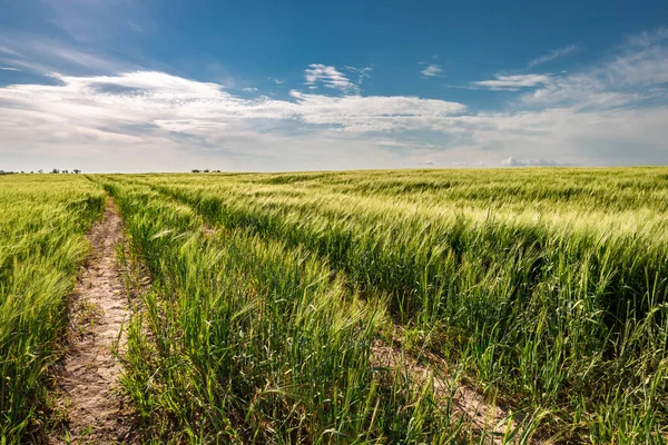 Impressionante campo verde com estrada rural no verão, Polônia — Fotografia de Stock