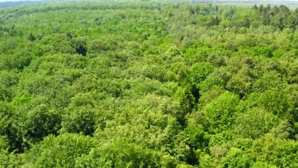ป่าเขียวในฤดูร้อน มุมมองจากด้านบน โปแลนด์ — วีดีโอสต็อก
