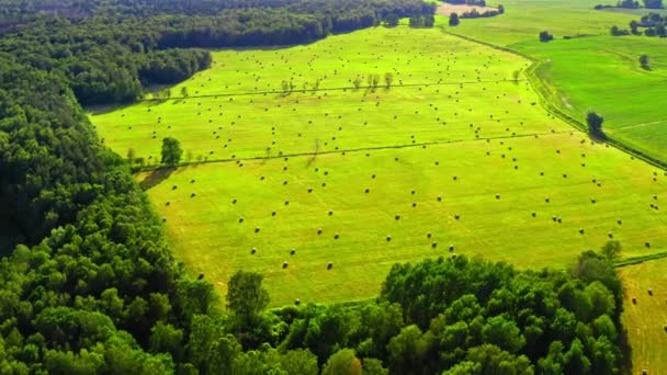 Вид с воздуха на снопы сена на зеленом поле летом — стоковое видео