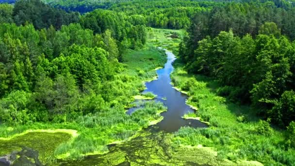 Fantastisk gammal Grön skog och flod i Tuchola Natural Park, utsikt från luften, Polen — Stockvideo