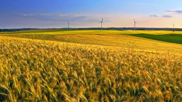 Vista aérea de espigas douradas de trigo e turbinas eólicas ao pôr do sol — Vídeo de Stock