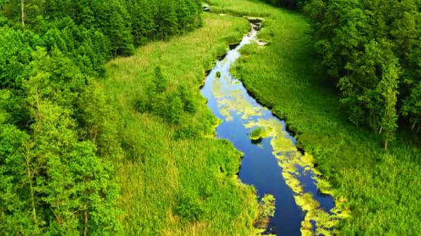 Antiguo bosque verde y pequeño río en el parque natural de Tuchola, Polonia desde arriba — Vídeo de stock