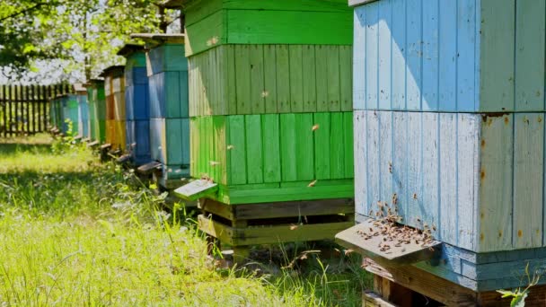 Oude en kleurrijke houten bijenkorven in de zomertuin, Polen — Stockvideo